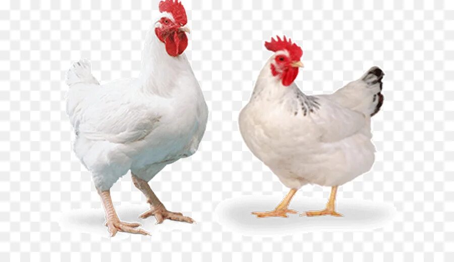 Chicken 3.8 01. Белая курица. Курочка на белом фоне. Куры на белом фоне. Курица бройлер на прозрачном фоне.