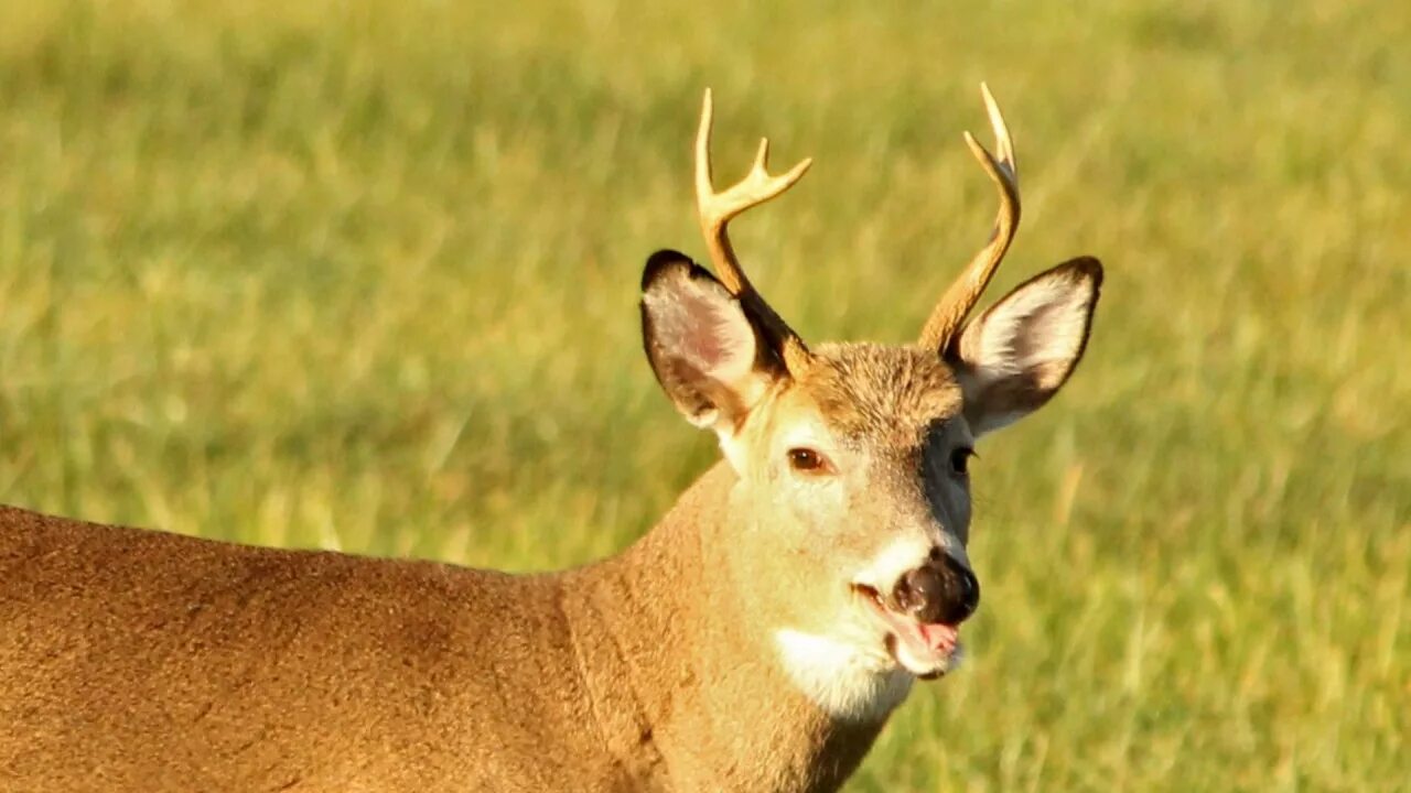 Крупный олень 6. 6 Point Buck. Point Deer. Благородный олень 6 букв кроссворд.