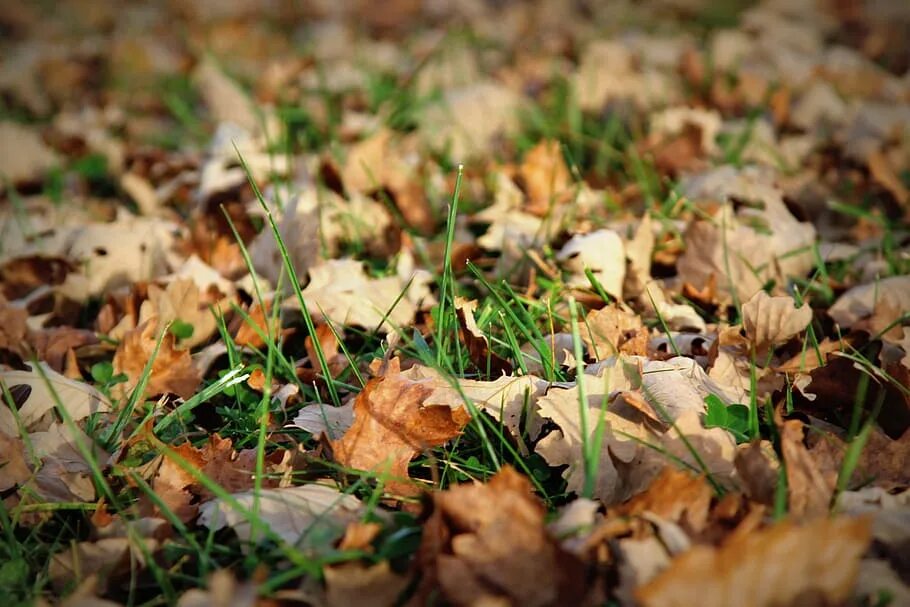 Мертвые листья. Мертвые листья падают. Dead leaves. Фото со стола, где пишут, падают листы. Группа листья времени