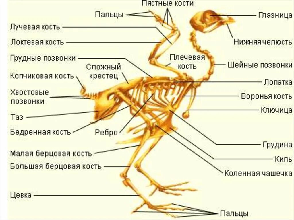 Какие изменения скелета крыла связаны с полетом