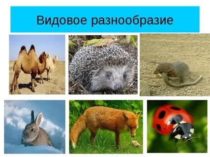 Видовое разнообразие это