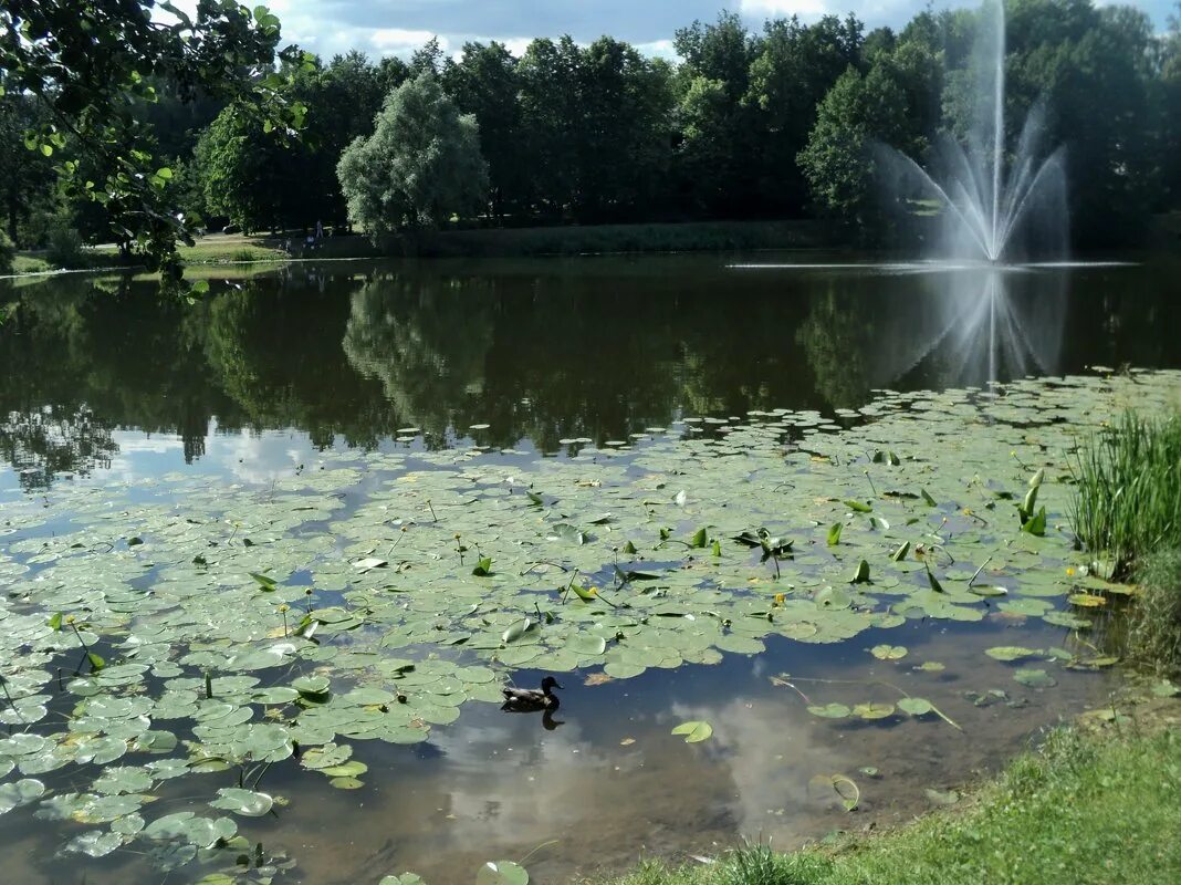 Камни в водоеме в рязанской области. Гладь пруда. Гладь пруда. Вода река. Отражение в реке.