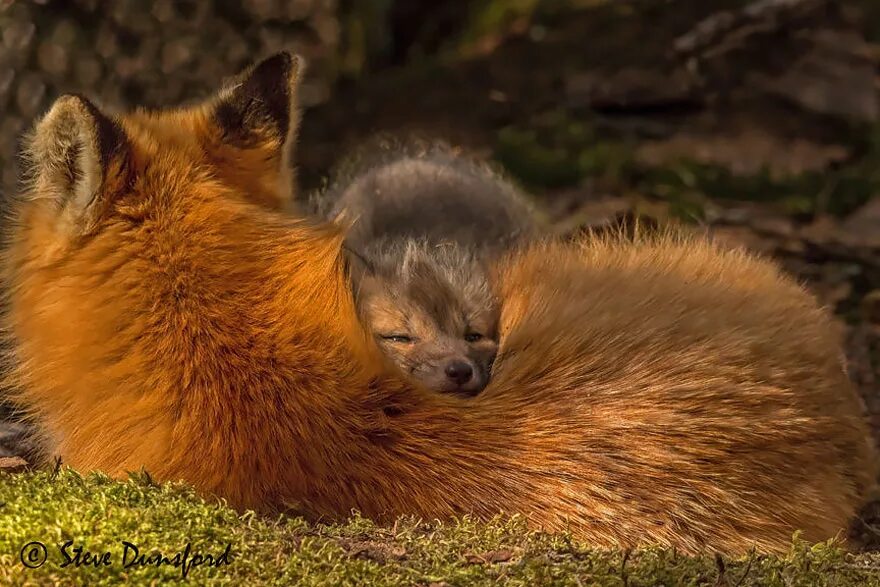 Those are foxes. Пушистая лиса. Милые лисята. Милые лисички. Лиса с лисятами.