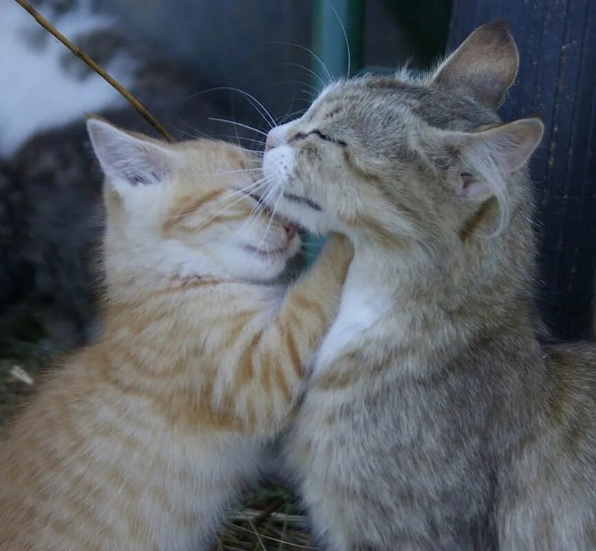 Влюбленные кошки. Котики обнимаются. Кошачья любовь. Кот любовь. Кошки в обнимку.