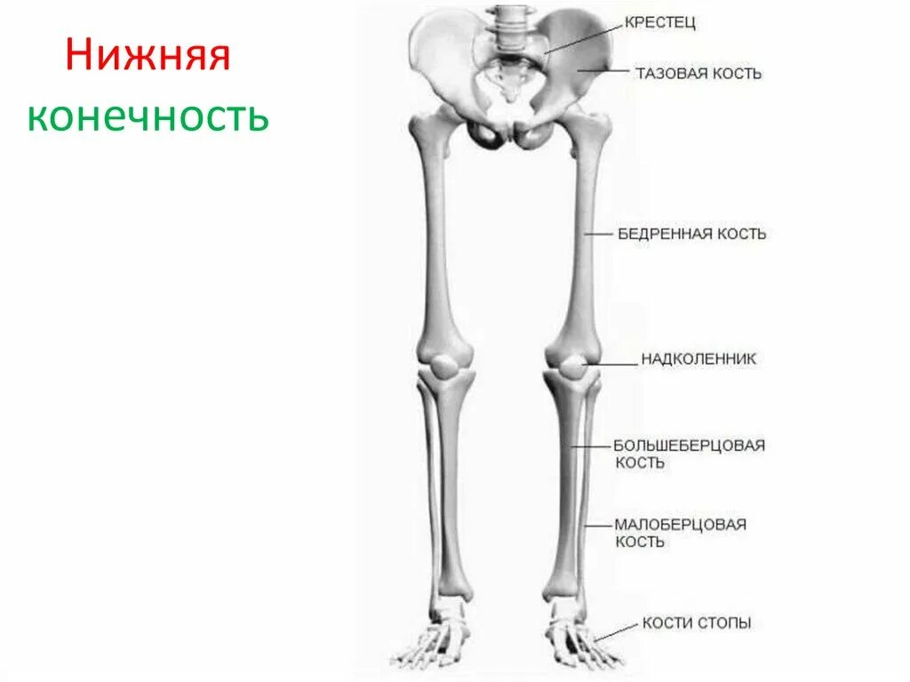 Нижние конечности человека строение Анатомия нижних конечностей Images and Photo