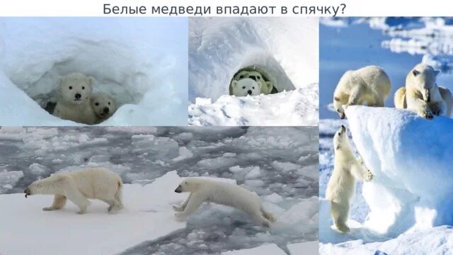 Белые медведи впадают в спячку или нет. Бурая медведица с медвежатами териберка. правда что белый медведь меньше бурого. бурый медведь и путин. бурая медведица с медвежатами кандалакша.