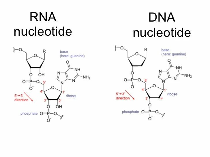 DNA vs RNA. ДНК И РНК. Nucleotide in DNA structure. ДНК vs РНК.