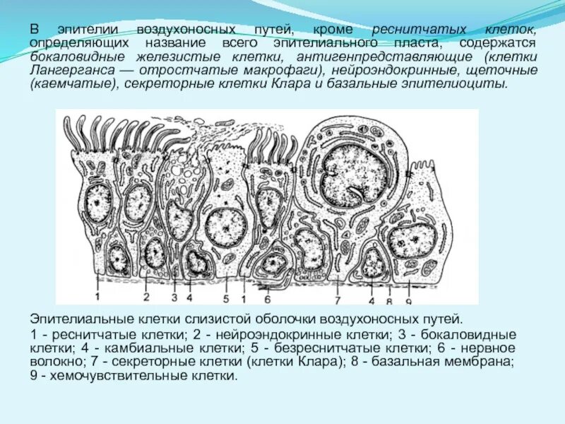 Строение эпителия воздухоносных путей. Эпителий слизистой оболочки носа. Клетки воздухоносных путей. Однослойный многорядный эпителий трахеи гистология. Однослойный многорядный эпителий.