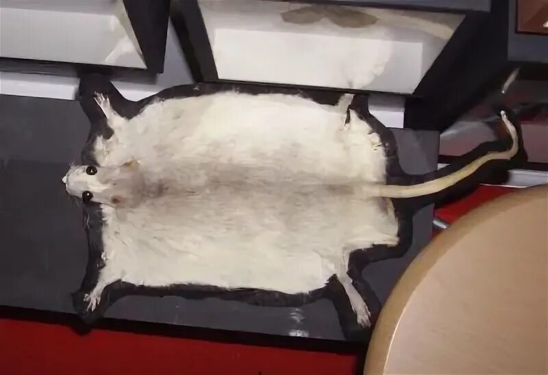 Мышиная кожа. Домовая мышь размер. Мышиная кожа. Регенерация у птиц. Клетка для мышки.