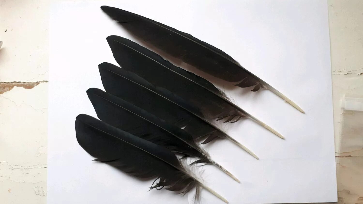 Перо готов. Воронье перо. Перо ворона. Птица с черными перьями. Вороньи перья.