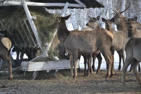 В большом загоне для оленей росли деревья