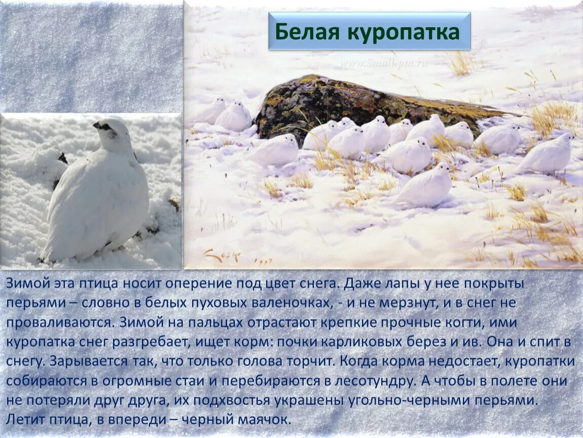 Почему белый не улетел