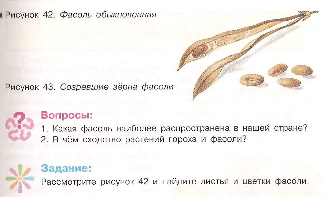 Строение семени двудольного растения фасоли. Фасоль обыкновенная стебель. Корневая система фасоли схема. Процесс жизнедеятельности растений впр. Строение семян растений фасоли.