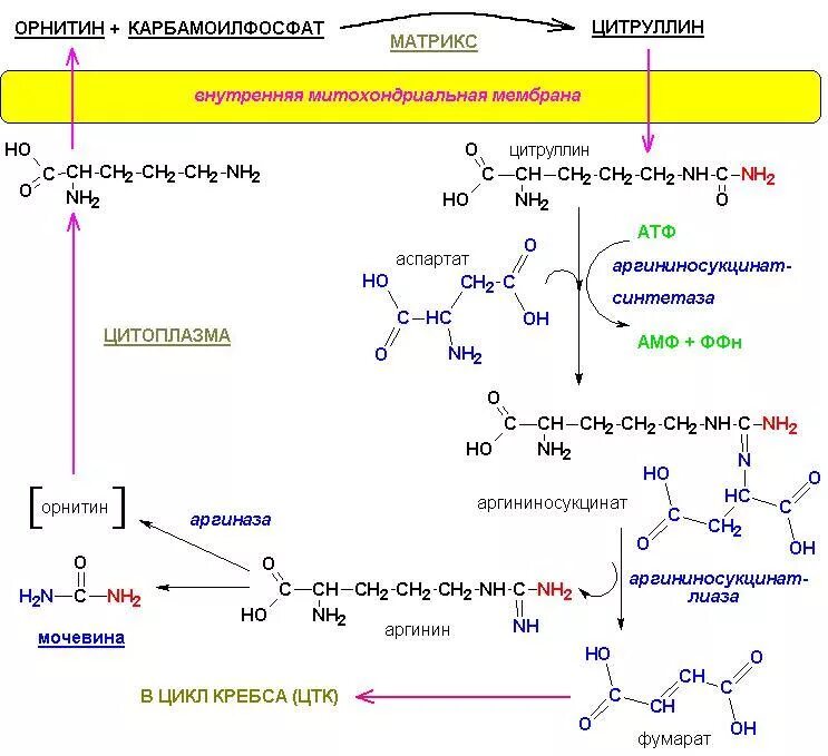 Происходят циклические реакции. Карбамоилфосфат орнитин. Синтез карбамоилфосфата. Метаболиты синтеза карбамоилфосфата. Синтез цитруллина из карбамоилфосфата и орнитина.