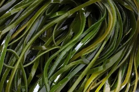 Морская капуста растение
