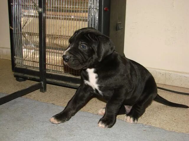 Аргентинский дог щенок 3 месяца. Немецкий дог питомник черный. Дог 2 месяца. Дог щенок 1 мес. Щенки немецкого дога 5 мес.