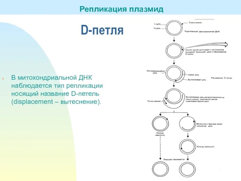 Д петля митохондриальной ДНК. Тета репликация. Тета механизм репликации плазмид. Репликация митохондриальной ДНК млекопитающих. Элементы плазмид