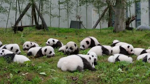 States panda