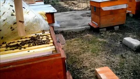 Весенняя обработка пчел