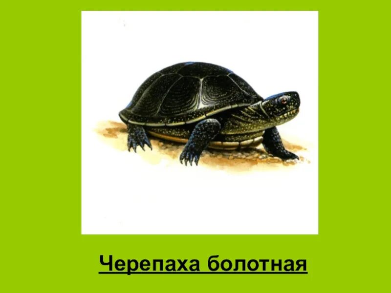 Европейская Болотная черепаха рисунок. Черепаха Болотная рисунок дети. Нарисовать болотную черепаху.