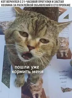 Кот вернулся