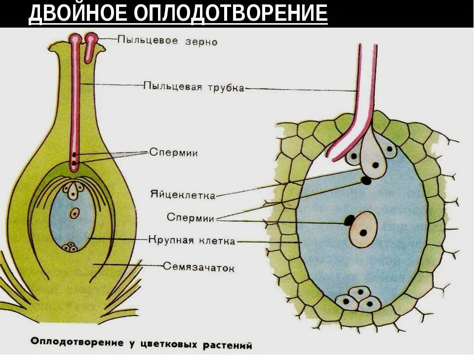 Двойное оплодотворение. Схема оплодотворения у цветковых растений. Оплодотворение у цветковых растений. Схема двойного оплодотворения у цветковых растений.