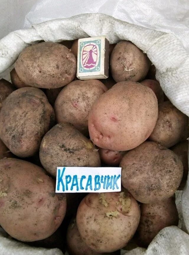 Картофель Красавчик
