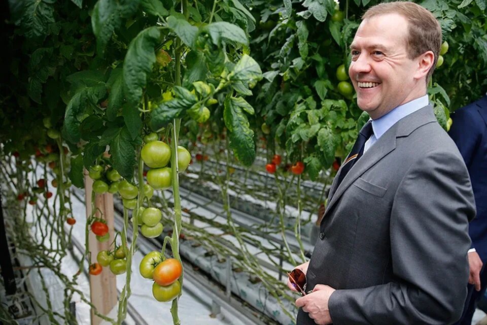 Медведев томатов купить семена. Медведев томаты. Медведев в ЗАО Матвеевское. Семена свои томаты Медведева.
