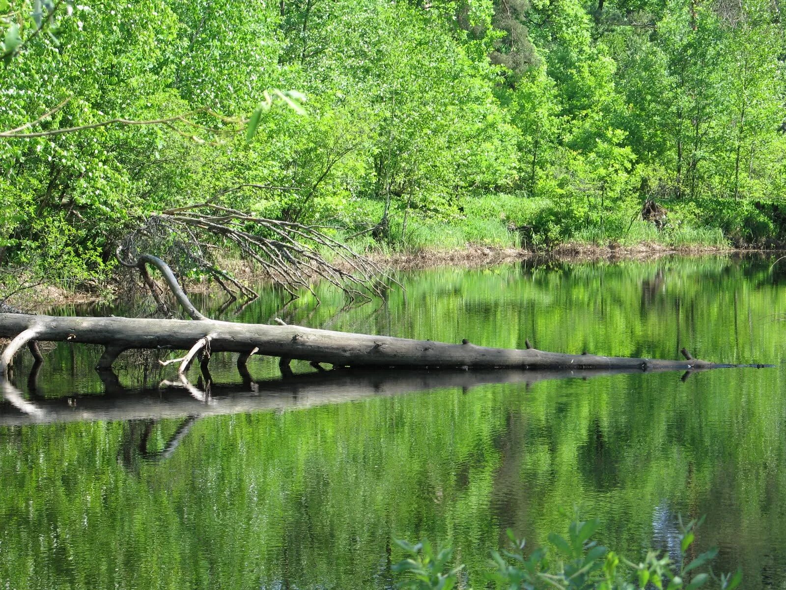 Мещера клепики. Мещера окский заповедник. спас клепики мещера. национальный парк мещёра во владимирской области. мещера природа клепики.
