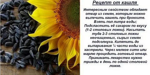 Чем полезен свежий подсолнух