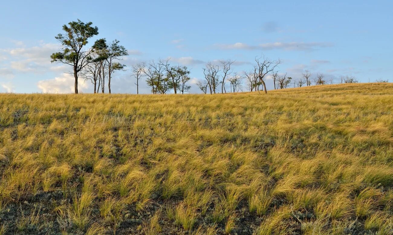 Пампа это в географии. Степь пампа аргентина. Пампасы южной америки. Пампа презентация. Пампасы южной америки.