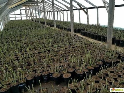 Розы с закрытой корневой системой