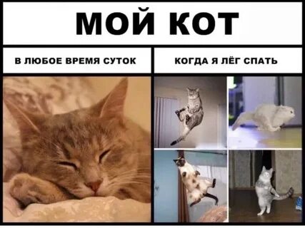 Коте приколы мемы