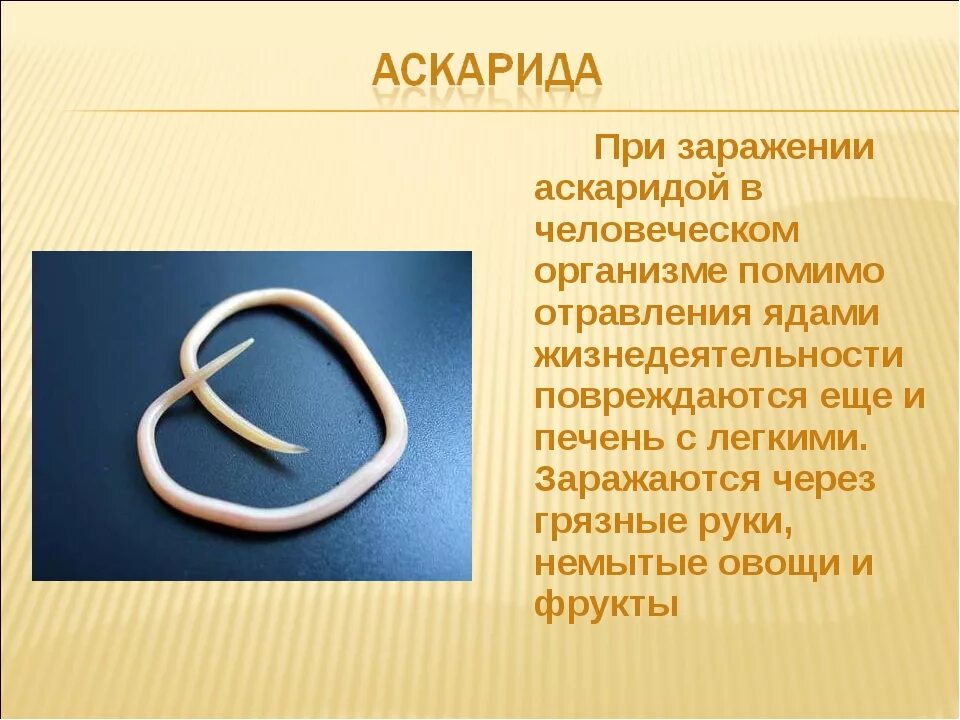 Человеческой аскаридой и человеком. Аскаридоз пути заражения. Аскарида человеческая пути заражения. Пути заражения аскаридами. Аскаридоз пути заражения человека.