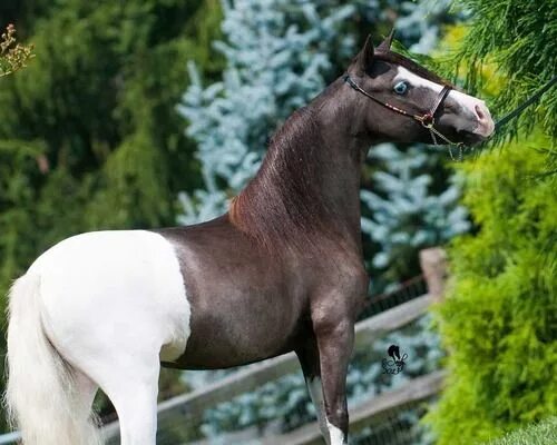 grullo blue roan Rare horses, Beautiful horses, Unusual horse