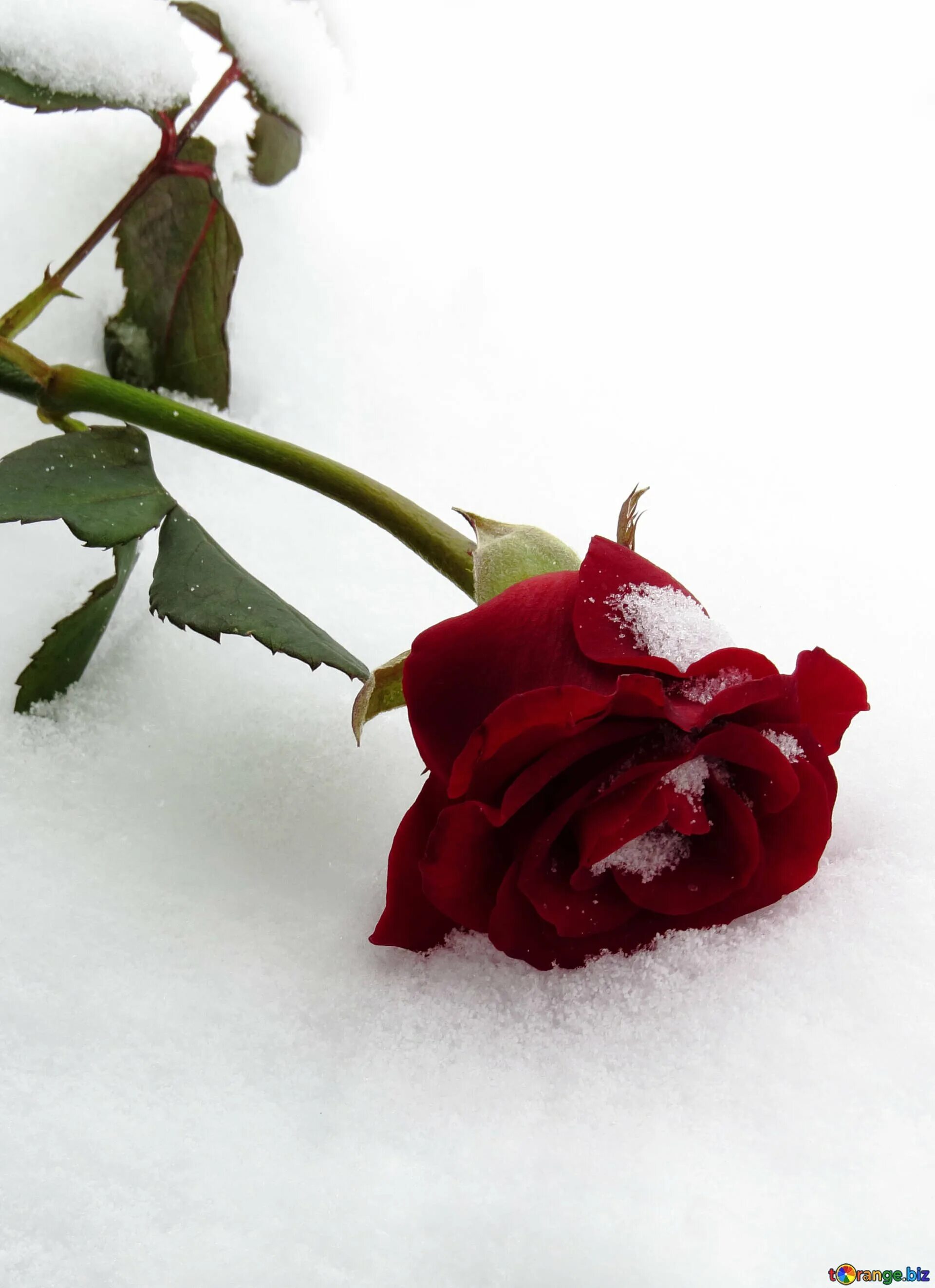 Красные цветы зимние розы. Розы на снегу. Зимняя роза. Красная роза на снегу. Цветы в снегу.