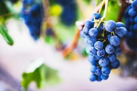 Виноград фон