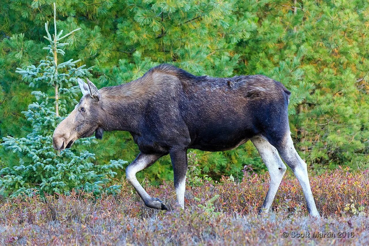 Лось домашний фото. Североамериканский лось. американский лось северной америки. канадский лось. лось в сша.