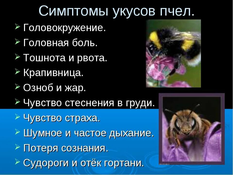 Симптомы при укусе пчелы. Пчелиный яд (при укусах) симптомы. Какие отношения между крапивницей и пчелой