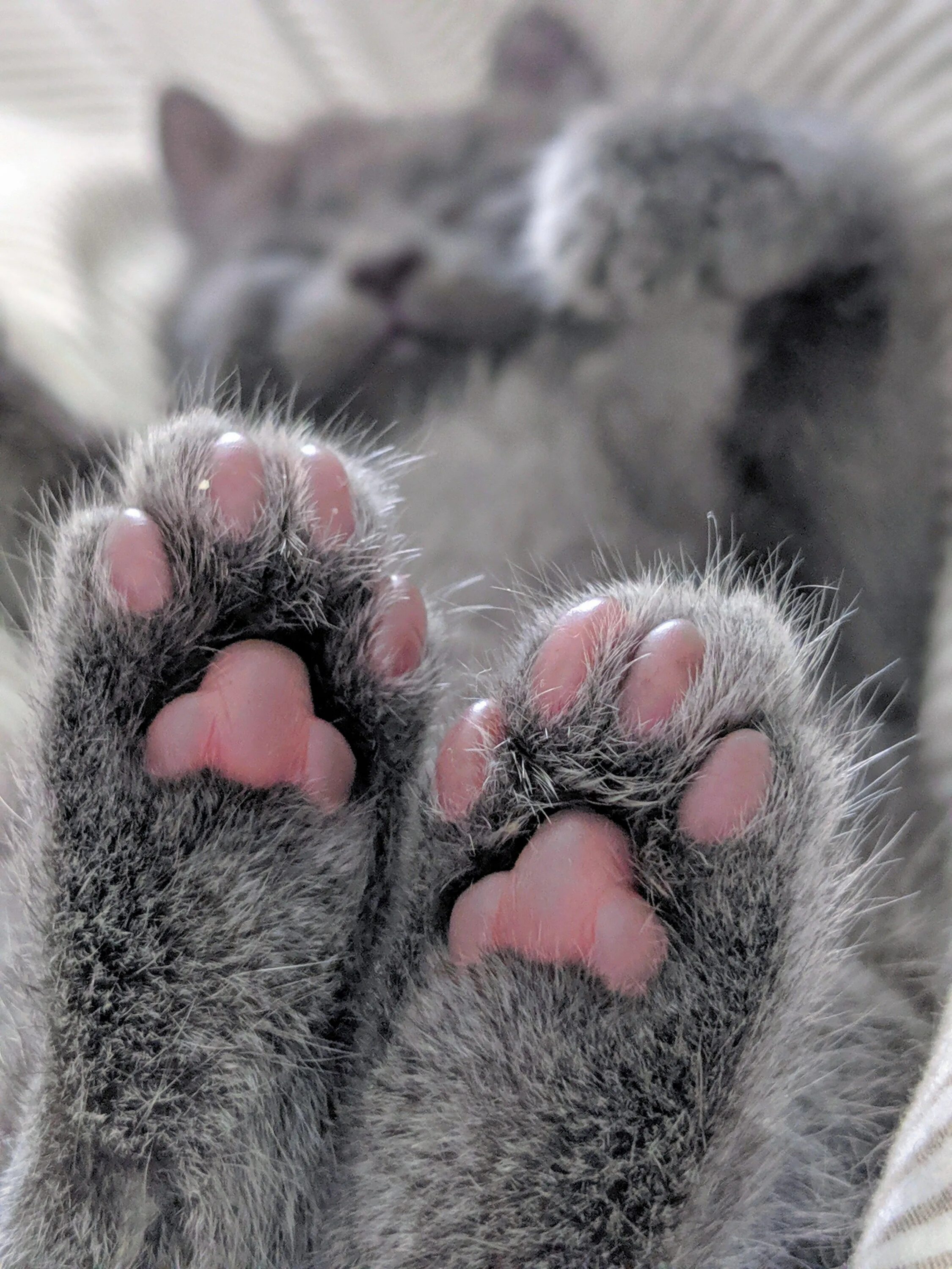 Rrjifxbfz kfgrf. Фотка лапки. Фотка лапки. Кошачья лапка. Кошачья лапка.