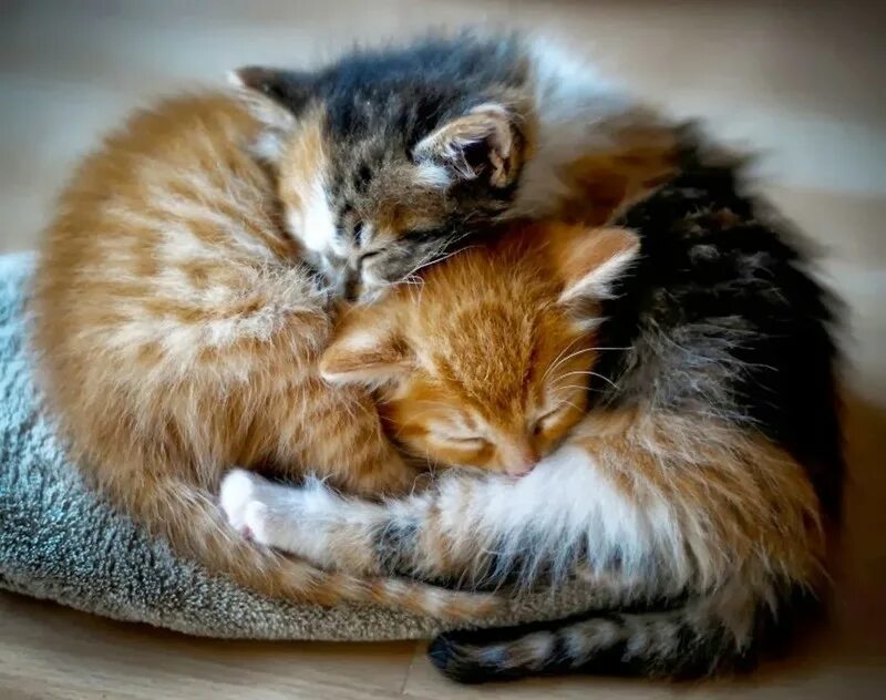 Кошечки любовь. Котики обнимаются. Спящие котята. Милые кошки.