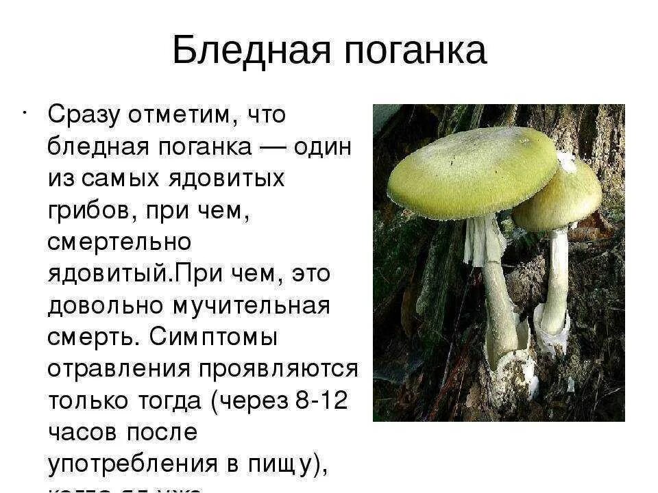 Почему грибы опасны. Опасный гриб бледная поганка. Гриб бледная поганка краткое описание. Бледная поганка ядовитая. Бледная поганка гриб доклад.