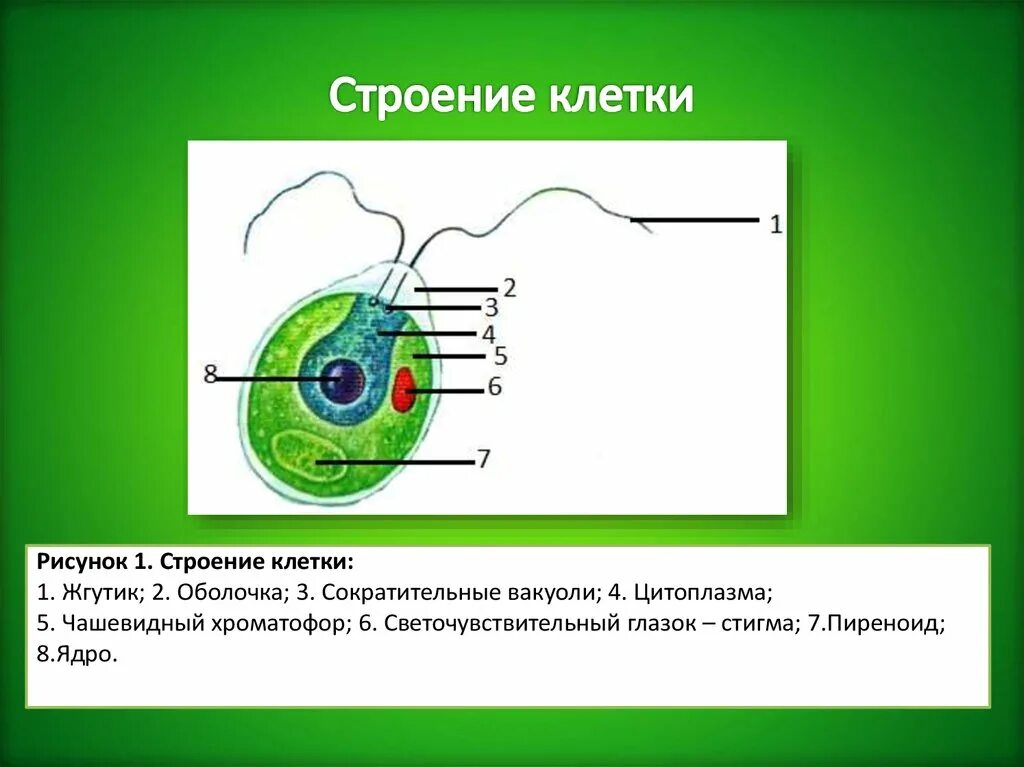 Клетка растения строение жгутики. Строение жгутика клетки. Строение жгутиков клетки. Жгутики у клеток растений. Клетки имеющие два ядра