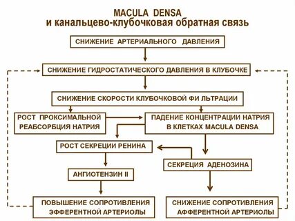 Механизм водно солевого обмена