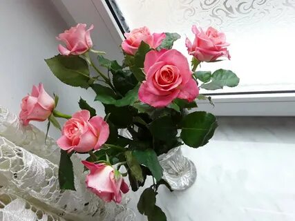 Розовые розы соколовой