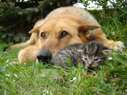 Warum das so ist, . (hund katze by jenny horn pixelio) 