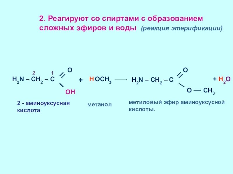 Метиловый эфир аминоуксусной кислоты. Взаимодействие аминокислот с образованием сложных эфиров. Этерификация образование сложных эфиров. Реакция образования сложных эфиров аминокислот.