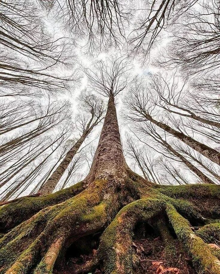 Tree tree shampoo