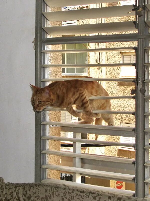 кошка охотится. веселые кошки. рыжий попался. рыжий попался. кот с рыбой в зубах.