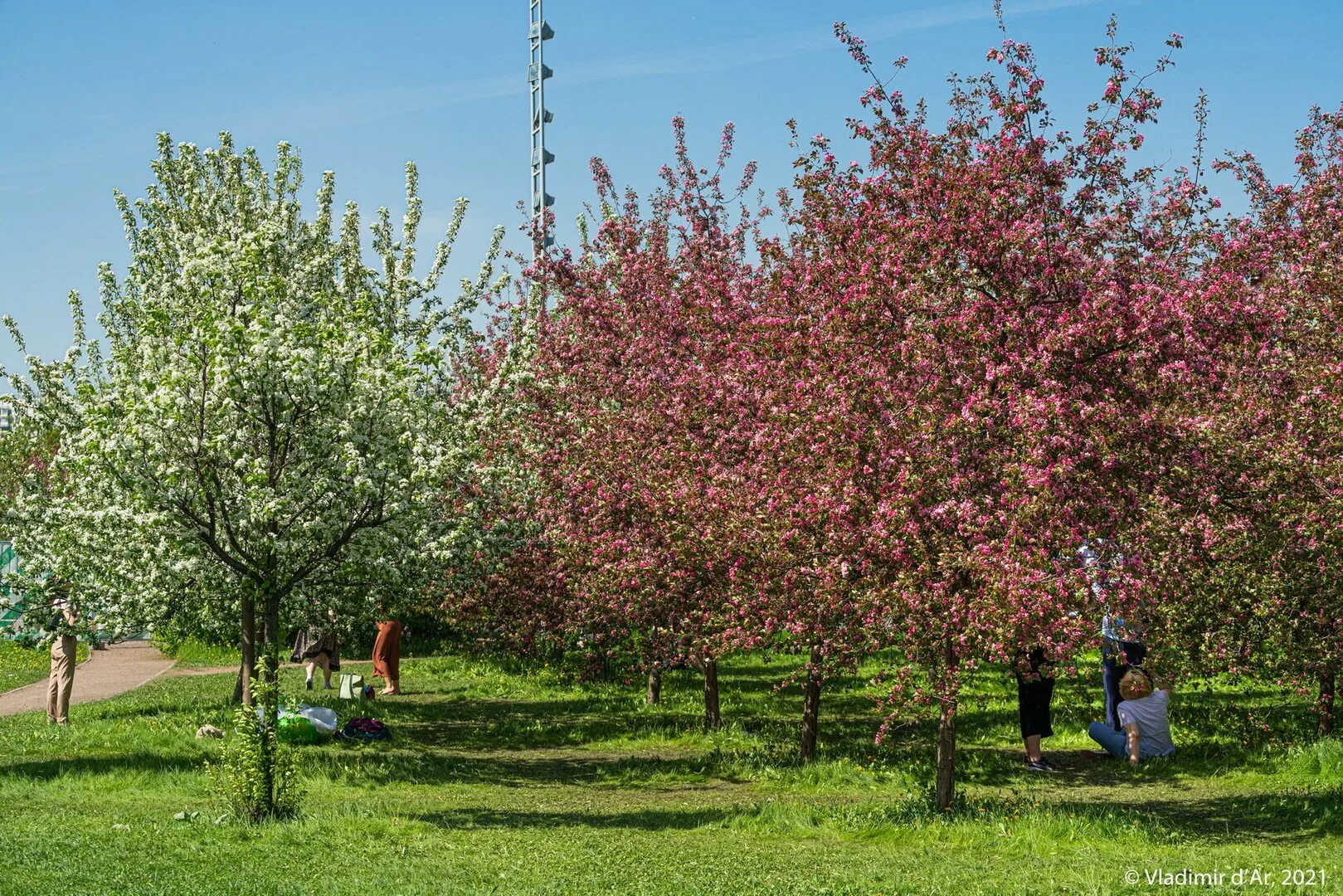 Яблоня Недзвецкого Malus niedzwetzkyana. Яблоня гибридная Недзвецкого. Яблоня Недзвецкого ареал. Яблоня Хелена Недзвецкого.